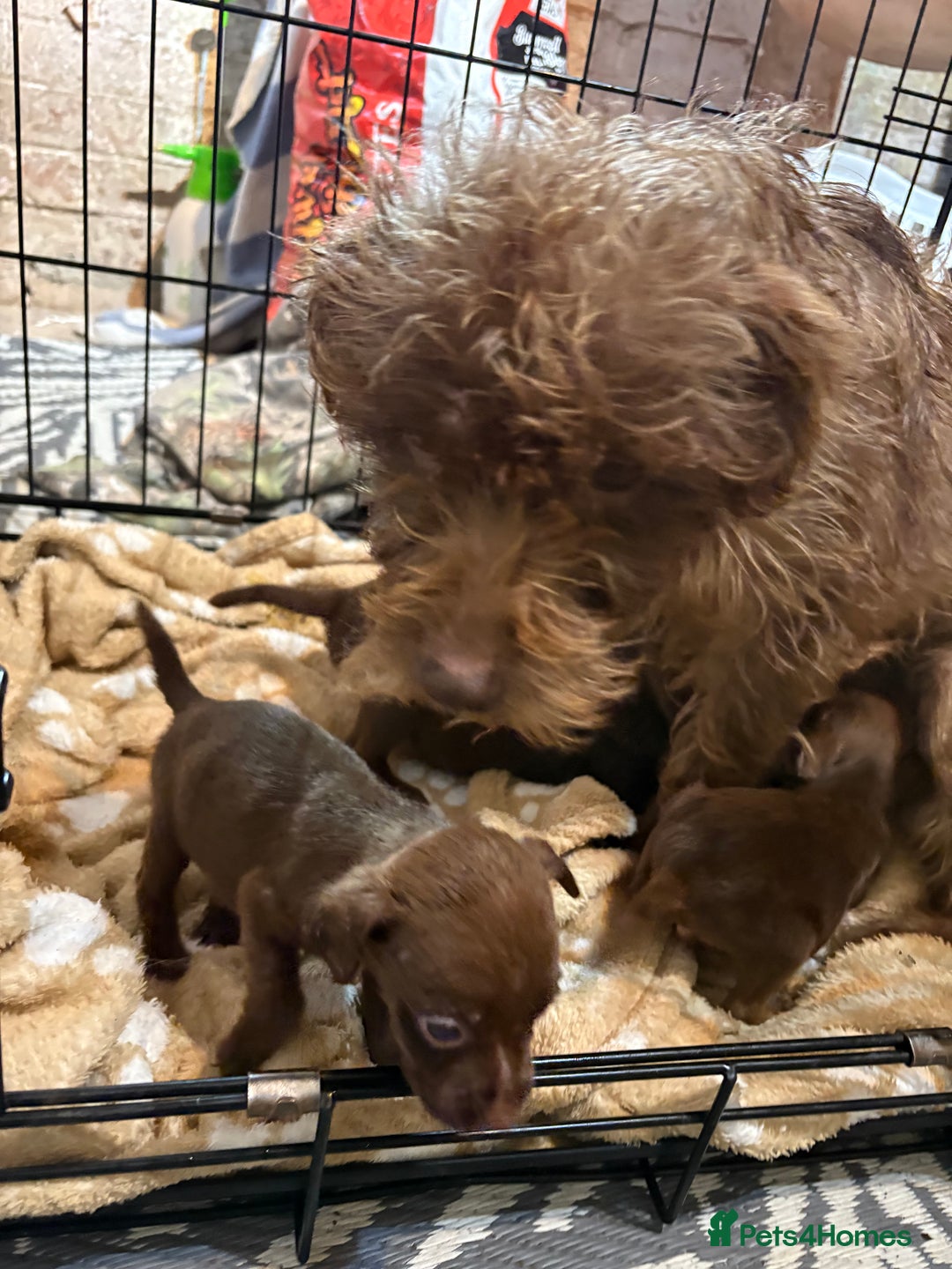 Patterdale Terrier dogs for sale: Patterdale Terrier pups  - Advert 7