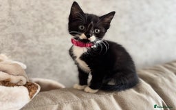 Mixed Breed cats for sale: Female kitten  - Image 6