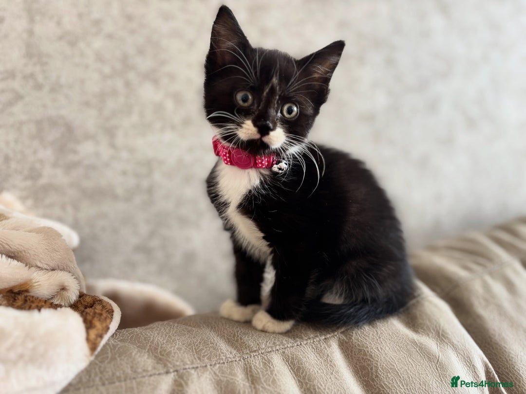 Mixed Breed cats for sale: Female kitten  - Image 6
