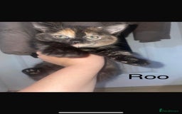 Domestic Shorthair cats for sale: 3 beautiful female kittens  - Image 11