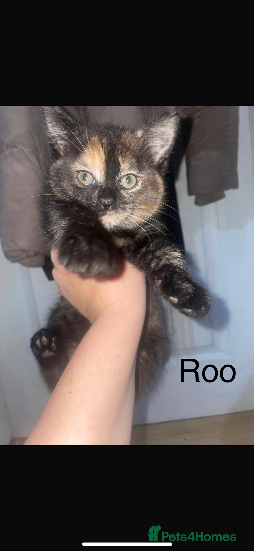 Domestic Shorthair cats for sale: 3 beautiful female kittens  - Image 11