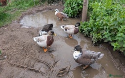 Ducks poultry for sale: Male Call Ducks for Sale - Image 1