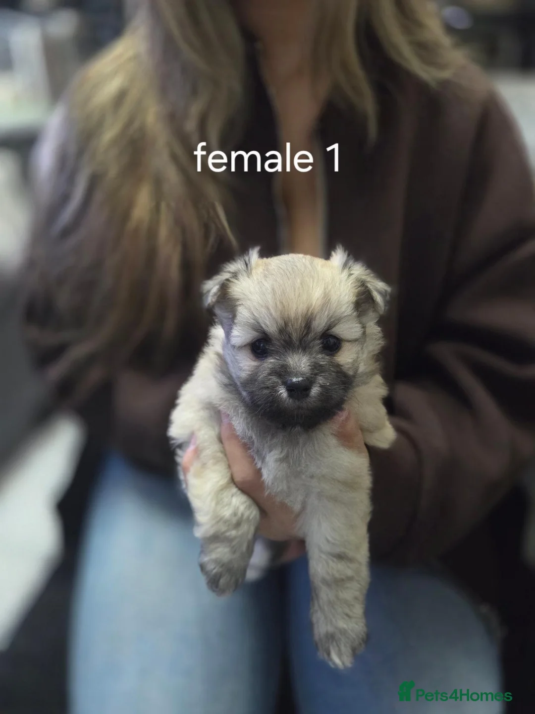 Mixed Breed dogs for sale: Adorable Puppies🐶🐶🐶 - Advert 12