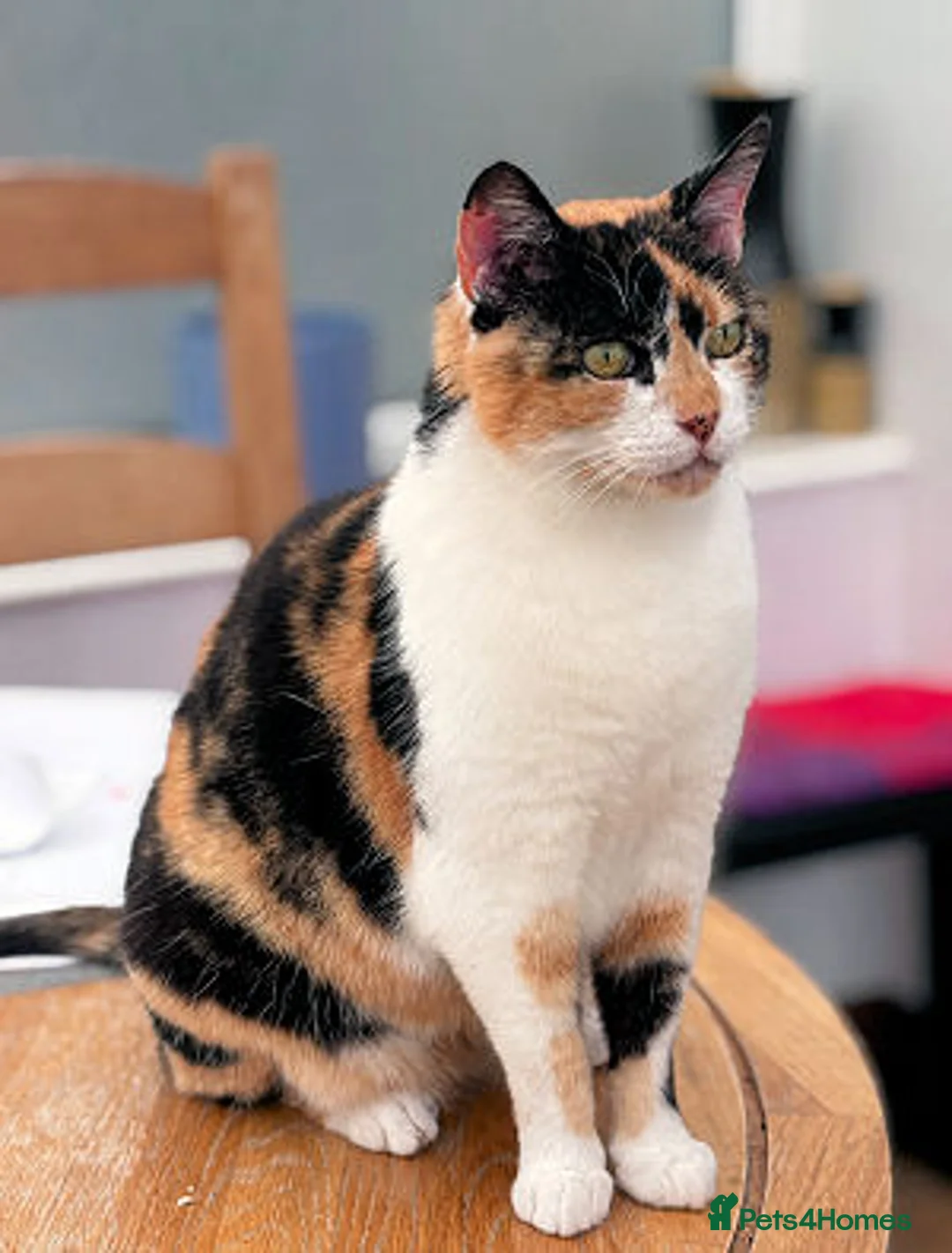 Mixed Breed cats for adoption: SOPHIE - Advert 1