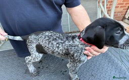 Mixed Breed dogs for sale: German shorthair pointer/wirehairpointer - Image 21