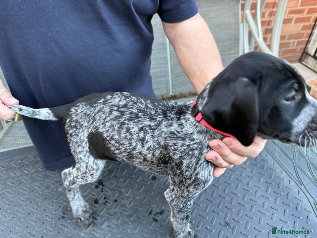 Mixed Breed dogs for sale: German shorthair pointer/wirehairpointer - Image 21