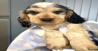 Cocker Spaniel dogs Fully health tested KC Cocker Spaniel puppies - Advert 9