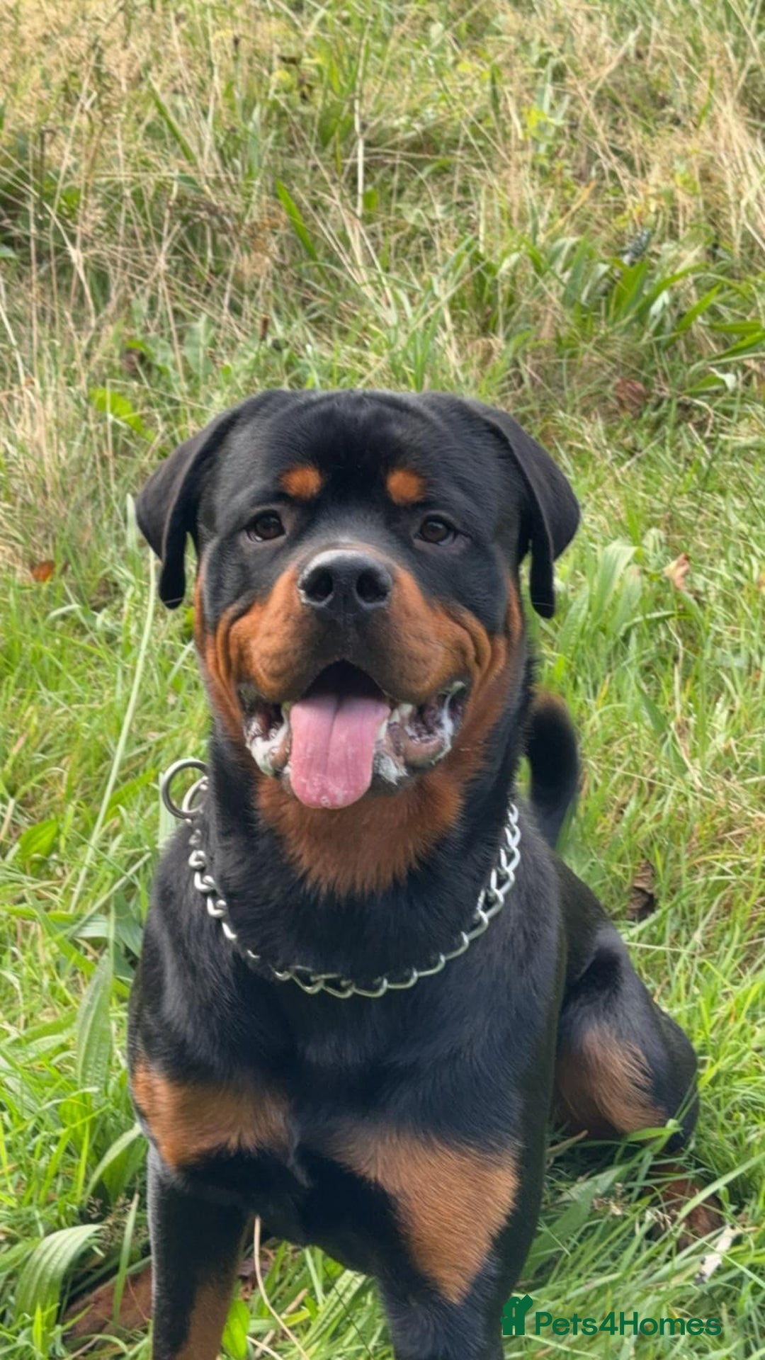 Rottweiler dogs for sale: Rottweiler puppies  - Advert 6