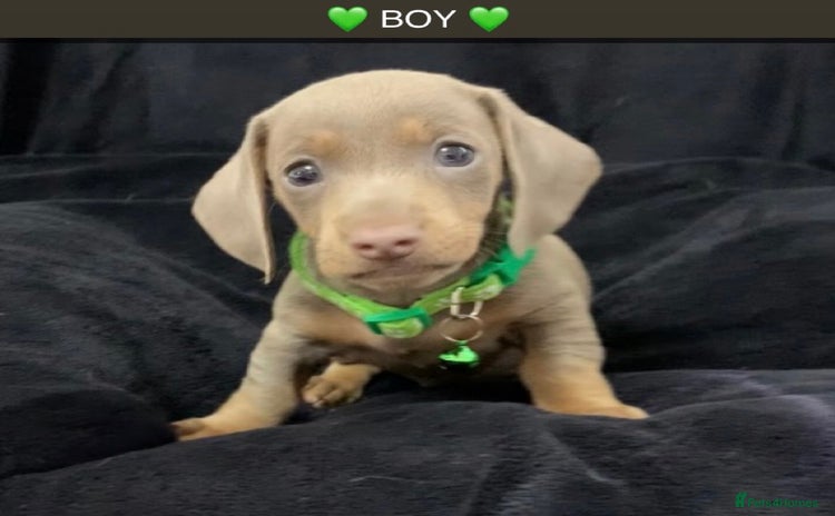 Miniature Dachshund dogs - Advert 10