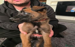 Mixed Breed dogs for sale: Belgian malinois  - Advert 3