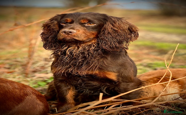Cocker Spaniel dogs in Harrogate - Advert 15