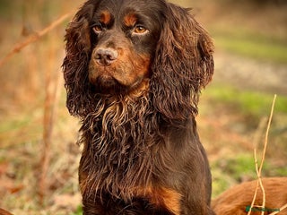 Cocker Spaniel dogs Small Health Tested KC liver and tan Cocker Stud in Harrogate - Advert 11
