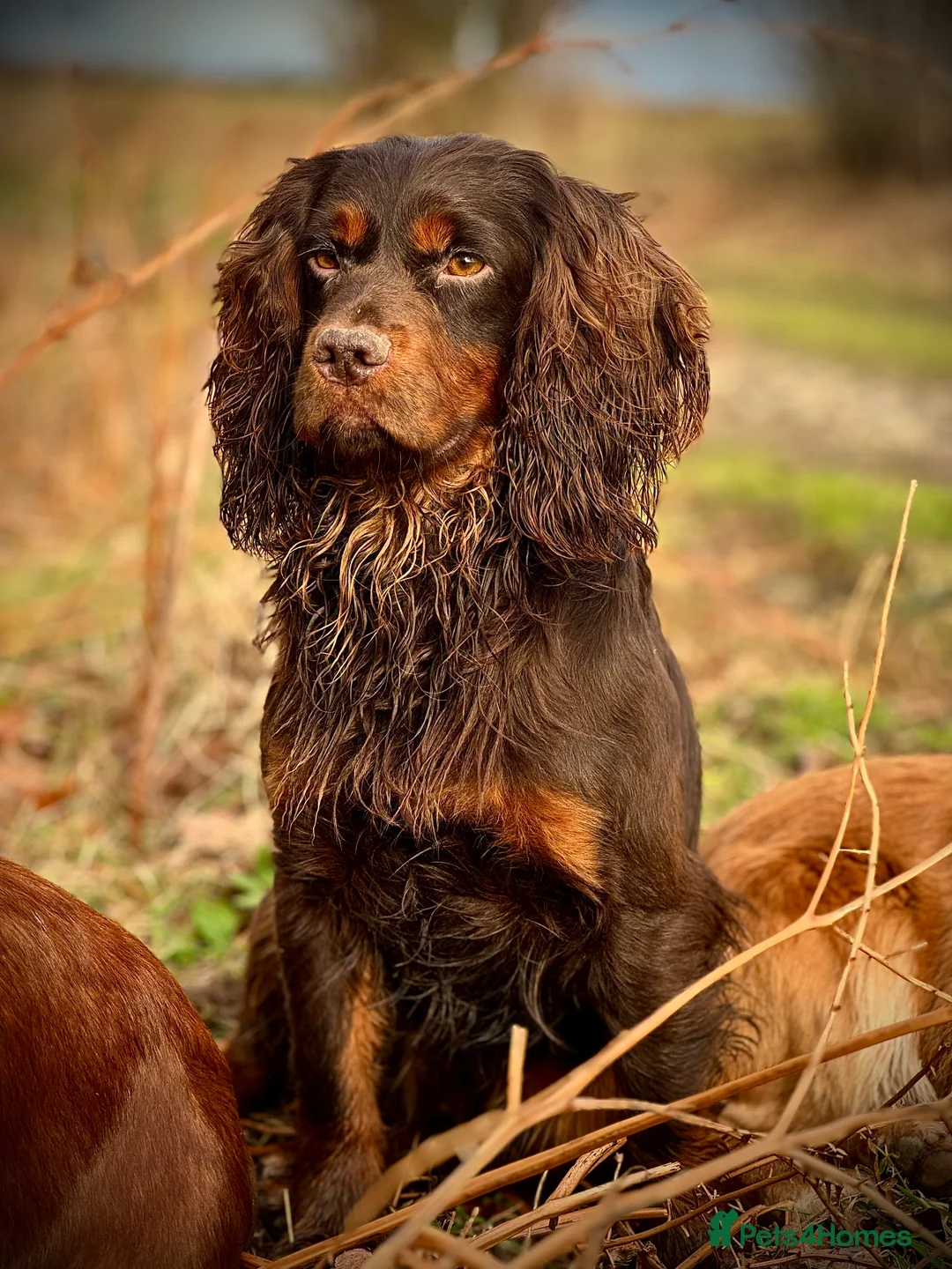 Cocker Spaniel dogs for stud: Small Health Tested KC liver and tan Cocker Stud in Harrogate - Advert 2