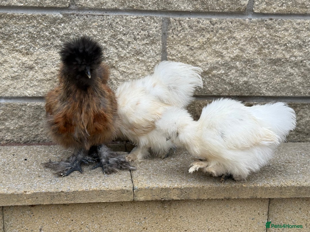 Chickens poultry for sale: Silkie Bantams - Image 8
