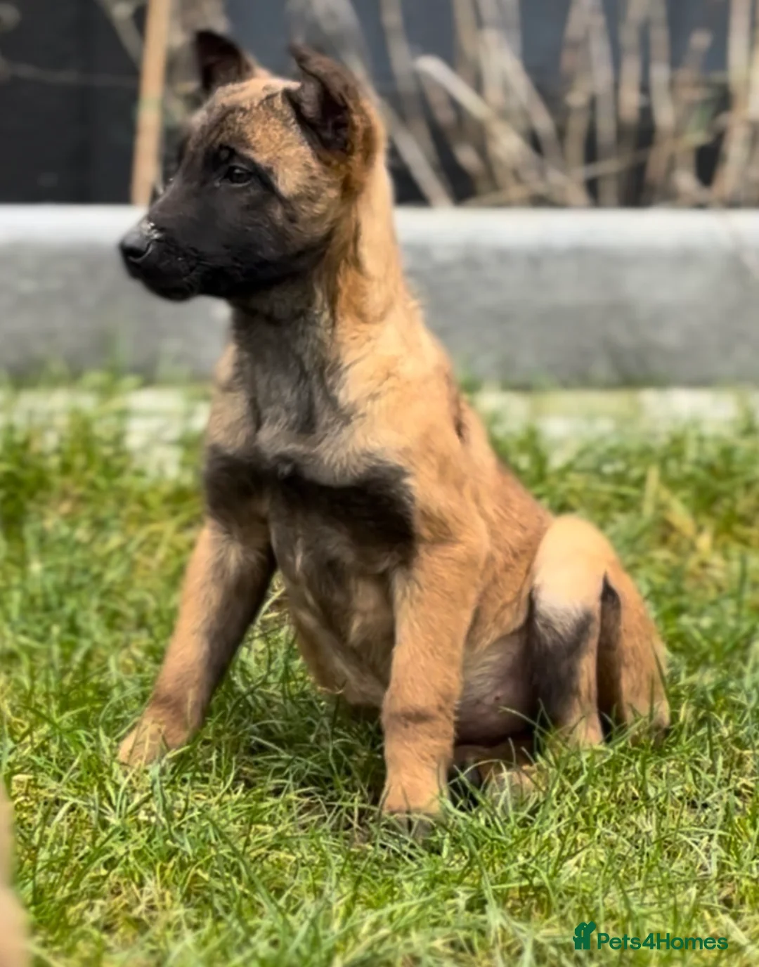 Mixed Breed dogs for sale: Dutch herder x Belgium malinois  - Advert 5