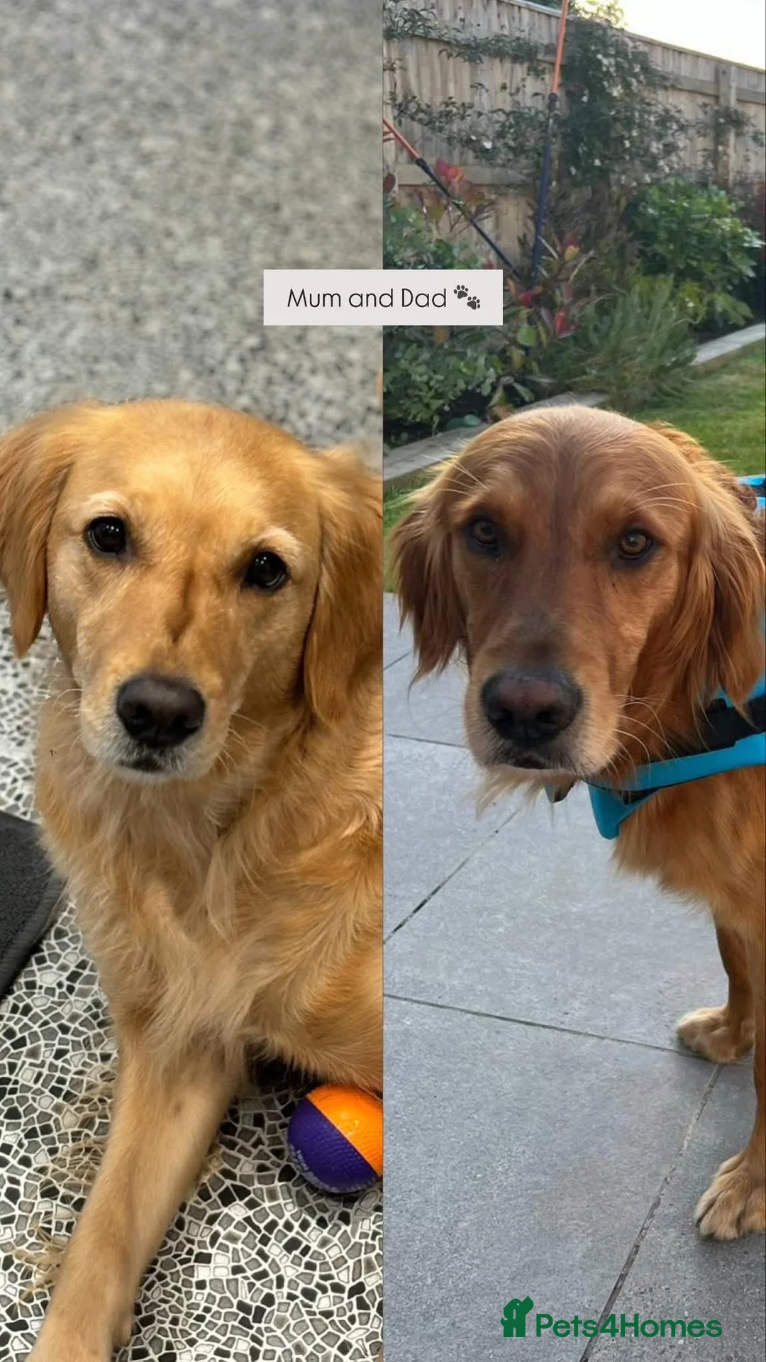 Golden Retriever dogs for sale: Golden Retriever Puppies  - Advert 6