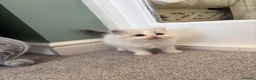 Ragdoll cats for sale: Pedigree Ragdoll babies Ready now - Advert 9