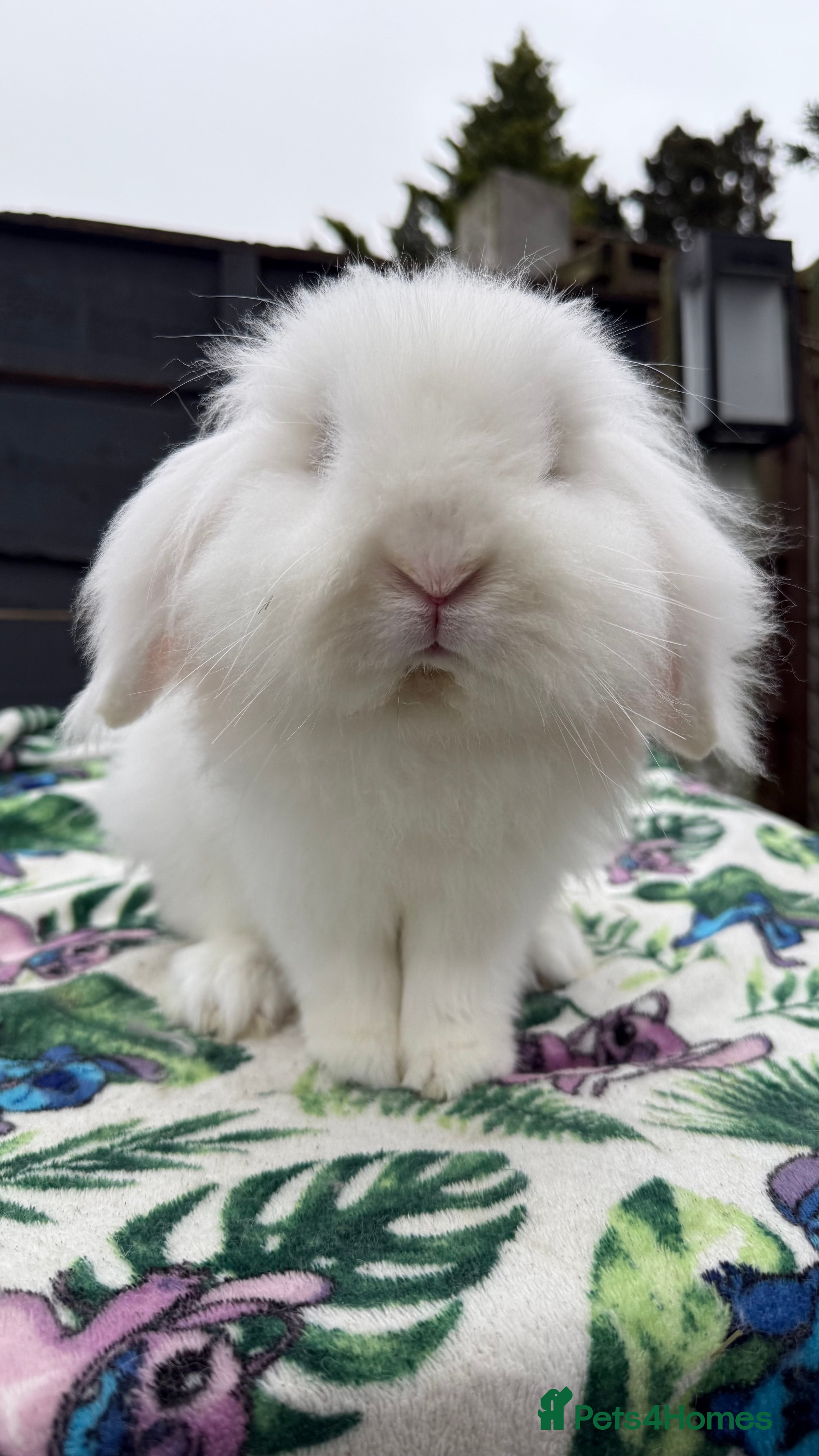 Mini Lion Lop rabbits Super Sweet, Beautiful Blue Eyed White Boy - Advert 11