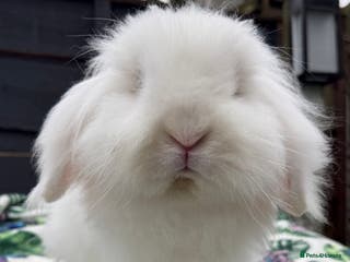 Mini Lion Lop rabbits Super Sweet, Beautiful Blue Eyed White Boy - Advert 10