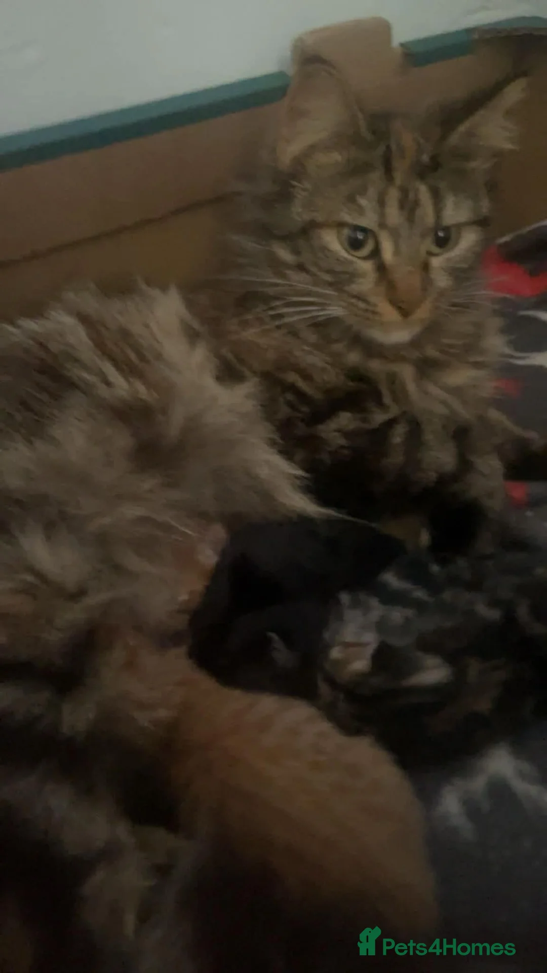 Mixed Breed cats for sale: Beautiful all jet black moggy, maincoon mix - Advert 2