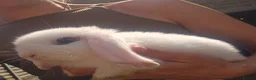 Mini Lop rabbits for sale: Pure white mini lops  in Cleckheaton - Advert 4