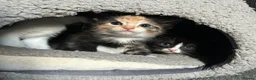 Domestic Shorthair cats for sale: 2 female kittens in Huddersfield - Advert 14
