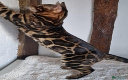 Bengal cats for sale: 12 Bengal Cubs Ready for Their Forever Home - Image 27