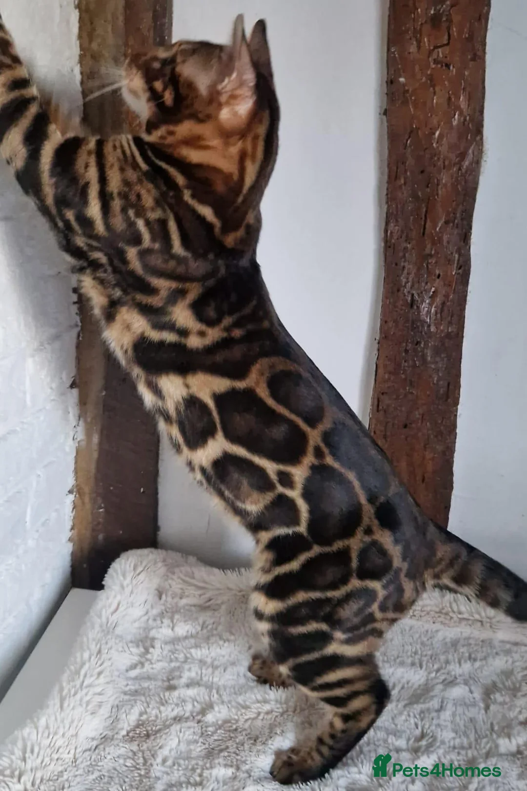 Bengal cats for sale: - Brown & Silver Bengals—Experienced Homes Only - Advert 14