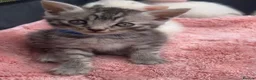 British Shorthair cats for sale: Gorgeous British shorthair Kittens! in Chichester - Advert 9