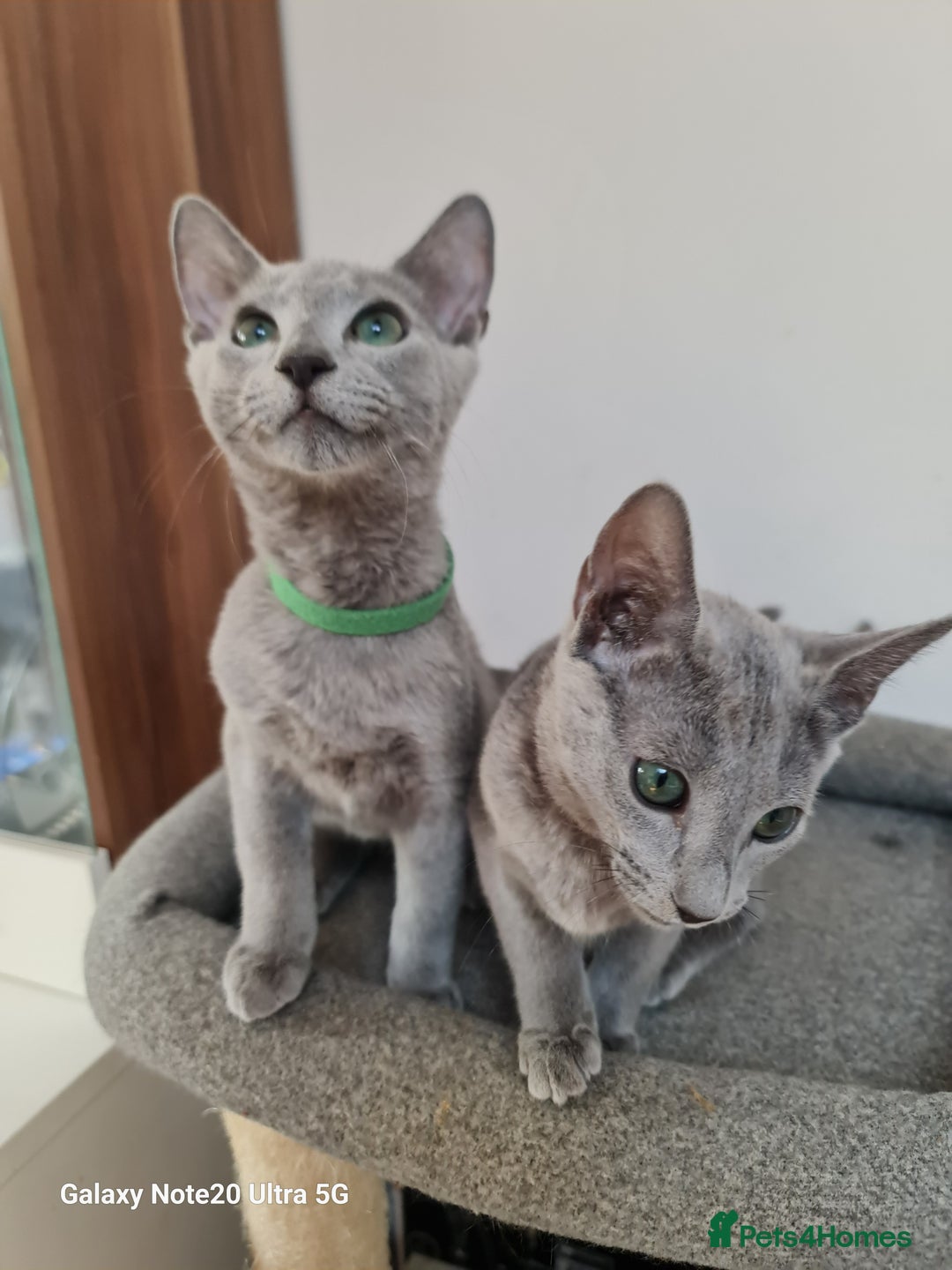 Russian Blue cats for sale: Pure Pedigree Russian blue kittens - Image 4