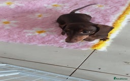 Miniature Dachshund dogs for sale: KC CHOCOLATE & TAN MINI DASCH - Image 7