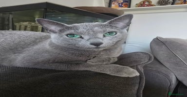 Russian Blue cats - Advert 15