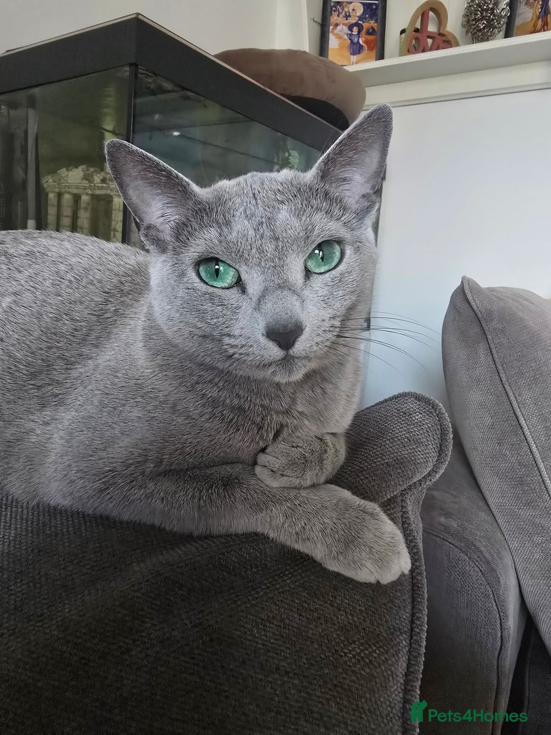 Russian Blue cats for sale: Pedigree Blue Russian kittens Gccf  - Image 3