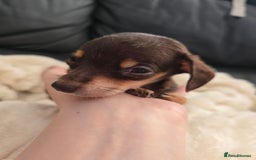 Miniature Dachshund dogs for sale: Miniature dachshunds  - Image 16