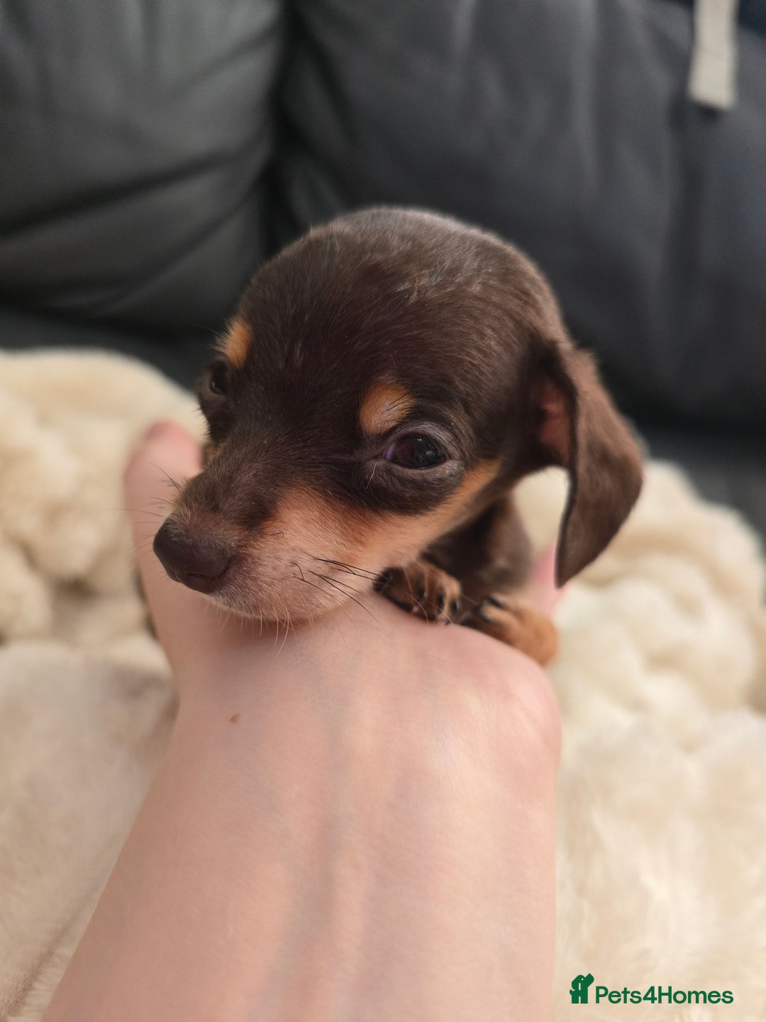 Miniature Dachshund dogs for sale: Miniature dachshunds  - Image 16