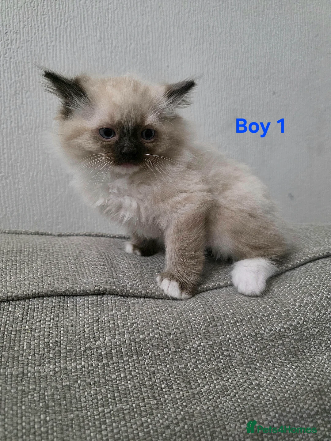 Ragdoll cats for sale: Beautiful Ragdoll X Kittens in Glasgow - Advert 1