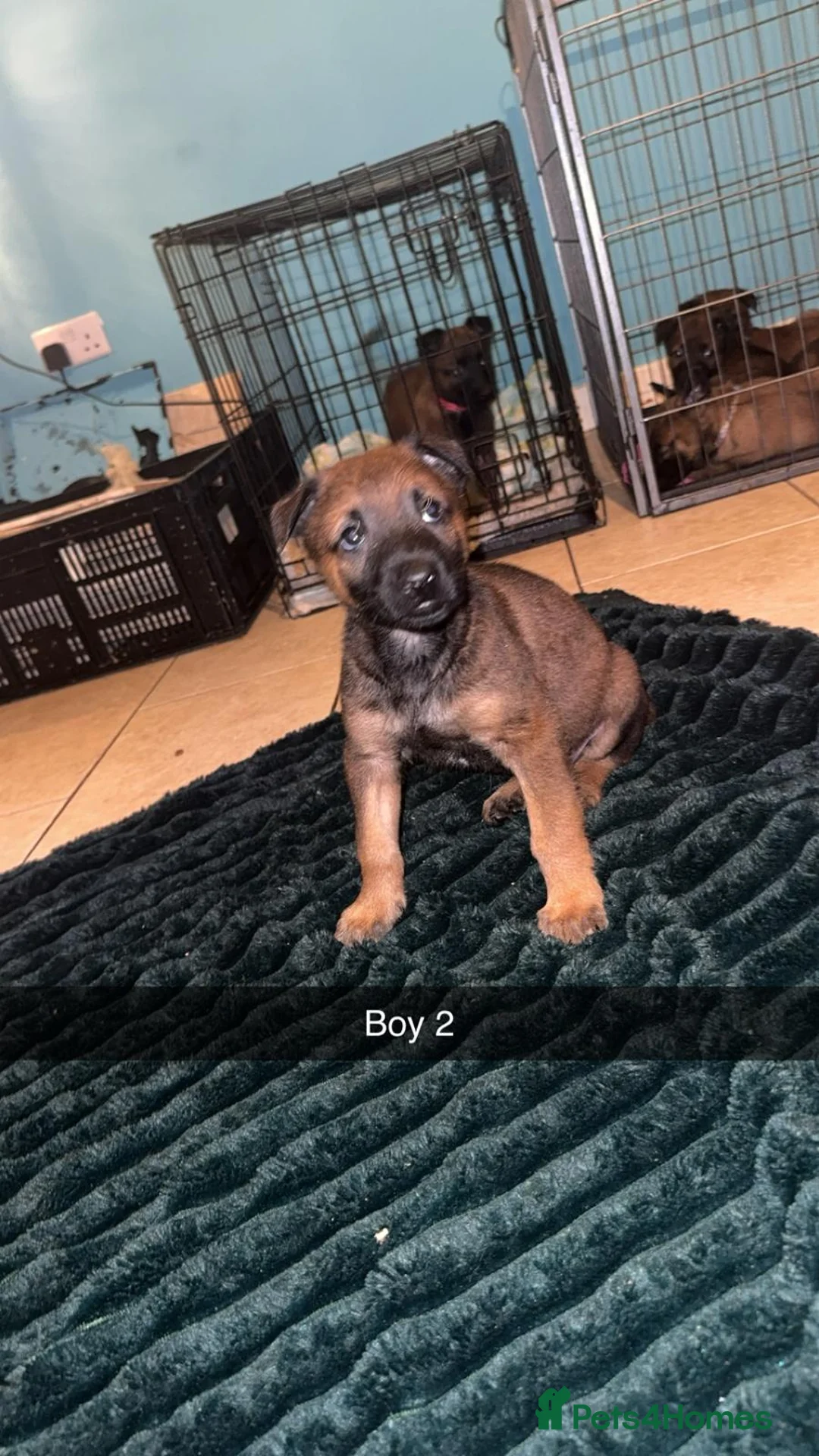 Belgian Shepherd Dog dogs for sale: Belgium malinois puppies  - Advert 9