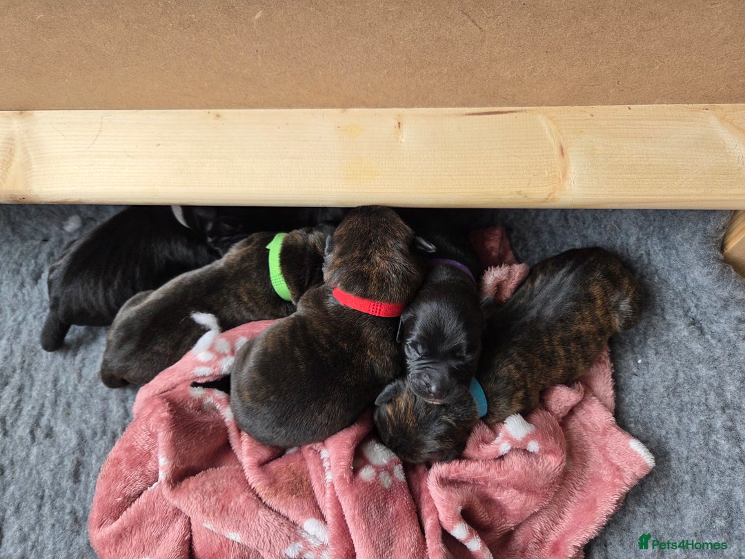 Mixed Breed dogs for sale: Beautiful Collie x K.C Staffy Pups  - Image 9