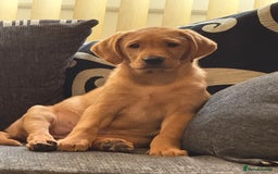 Labrador Retriever dogs for sale: famale lab  - Image 2