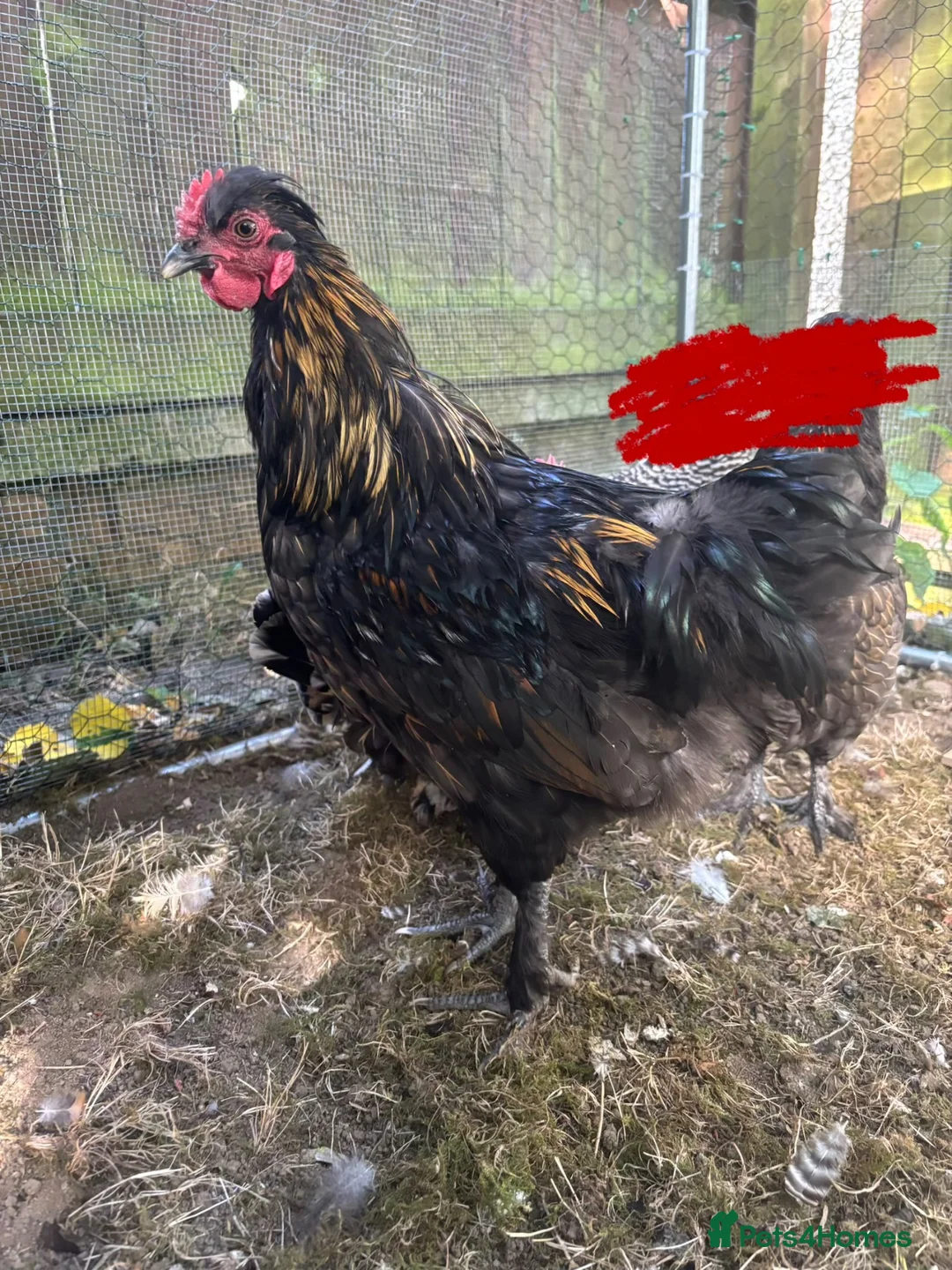 Chickens poultry for sale: Cockerel, cornelius  in Consett - Advert 4