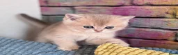 Scottish Fold cats for sale: Exceptional Blue Golden Scottish Fold & Straight🐱 - Advert 9