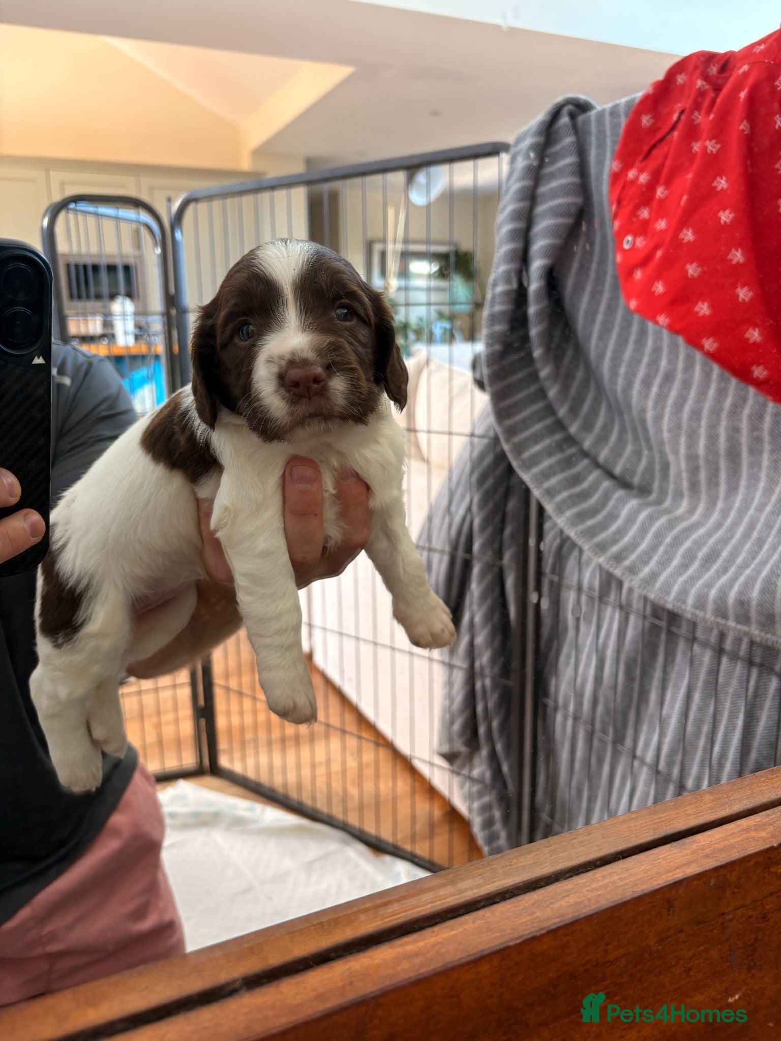 English Springer Spaniel dogs working springer spaniels liver and white  - Advert 19