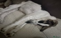 Mixed Breed dogs for sale: Skyla  - Image 6