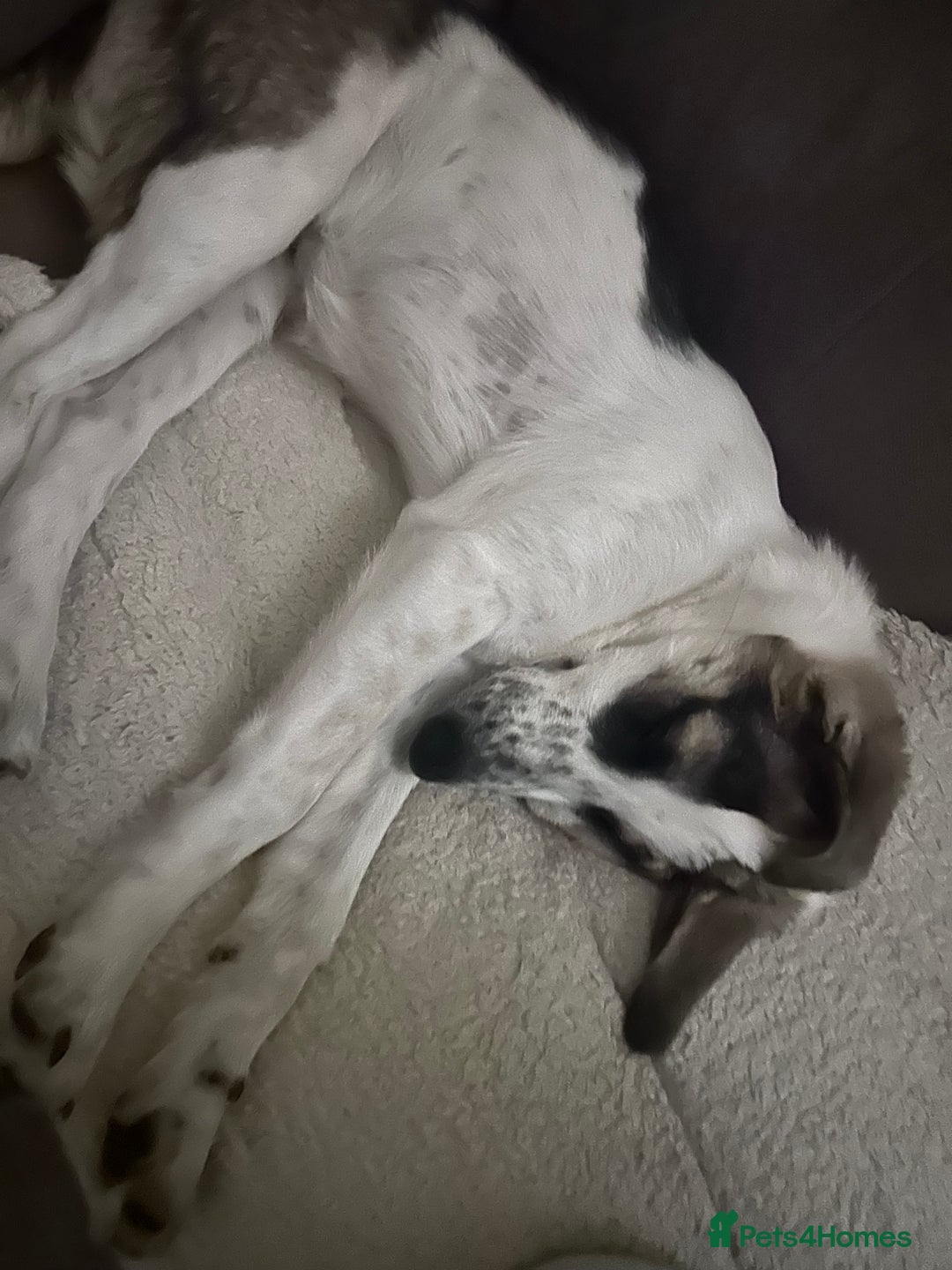 Mixed Breed dogs for sale: Skyla  - Image 6