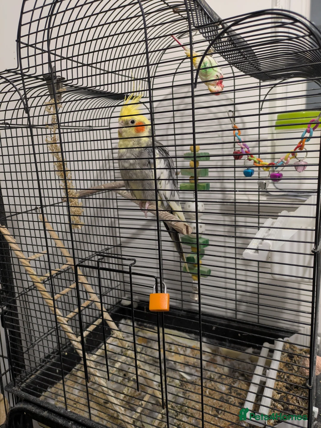Cockatiels birds for sale: Cockatiel with Rhythmic Whistling - Cage Incl. - Advert 1