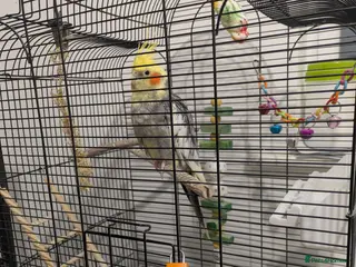 Cockatiels birds Cockatiel with Rhythmic Whistling - Cage Incl. - Advert 8