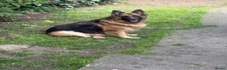 German Shepherd dogs for sale: Long hair German Shepherd  - Advert 5
