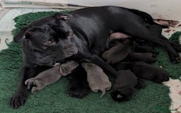 Staffordshire Bull Terrier dogs for sale: 🐾Staffordshire Bull Terrier Puppies – Ch lines🐾 - Image 5