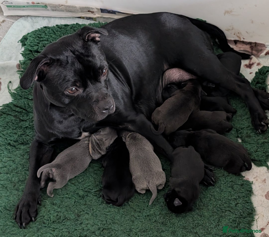Staffordshire Bull Terrier dogs for sale: 🐾Staffordshire Bull Terrier Puppies – Ch lines🐾 - Image 5