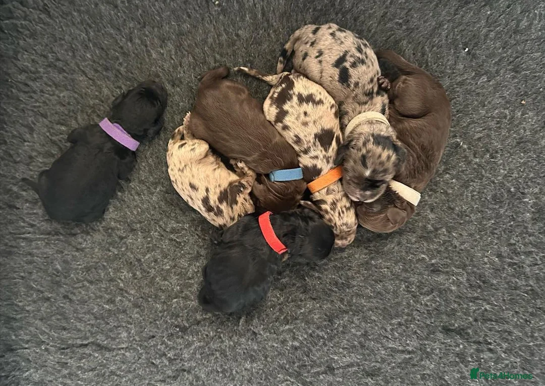 Cockapoo dogs for stud: F1 proven Blue Merle Cockapoo for stud in Aylesford - Advert 13